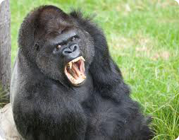 Angry-Gorilla